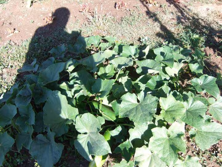 Concombres au jardin photo 11 07 2011