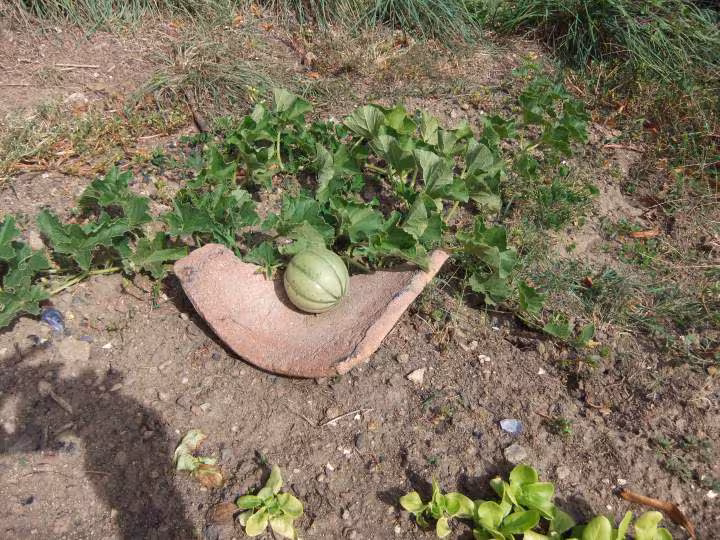 Melon au jardin photo 27 09 2011