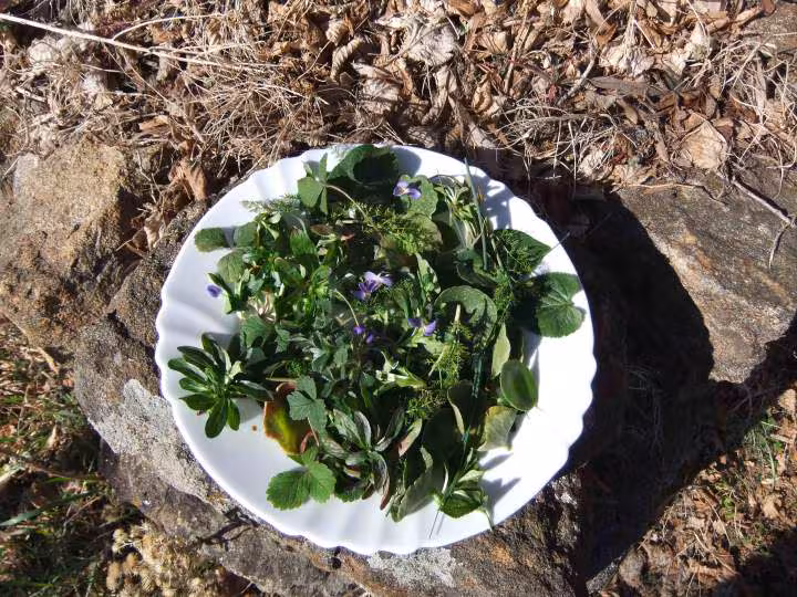 Mesclun sauvage photo 24 02 2012