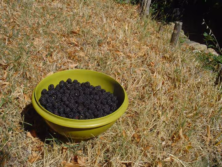 Mures sauvages du jardin