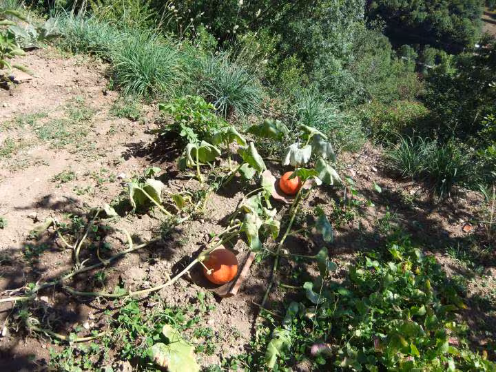 Potimarrons au jardin 13 08 2011