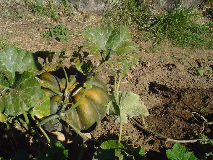 Potiron du jardin que je suis beau