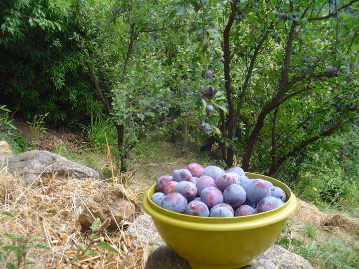 Prunes du jardin appelees aussi prunes bleues en ardeche