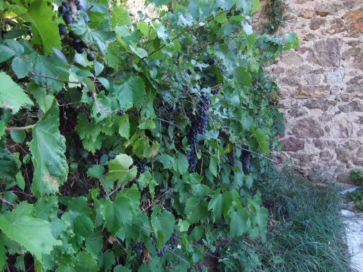 Raisins au jardin 13 08 2011