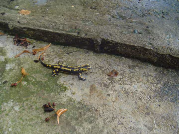 Salamandre au jardin