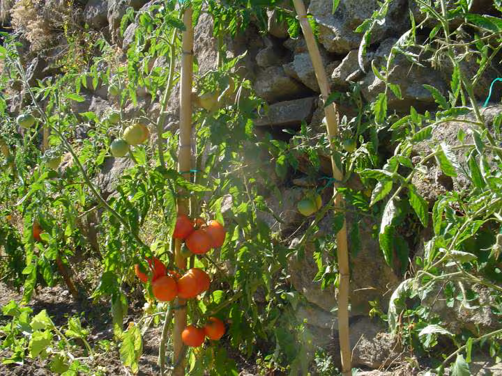 Tomates saint pierre