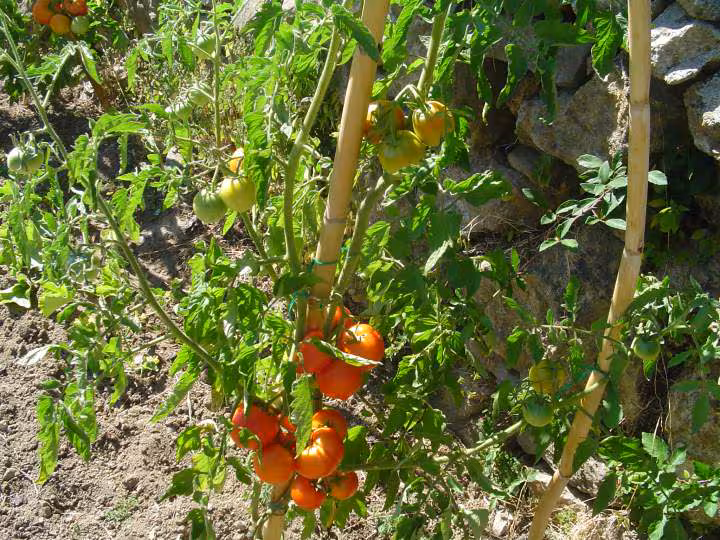 Tomates saint pierre