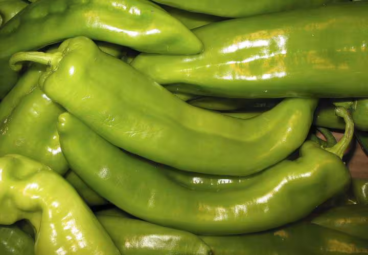 Poivron vert doux