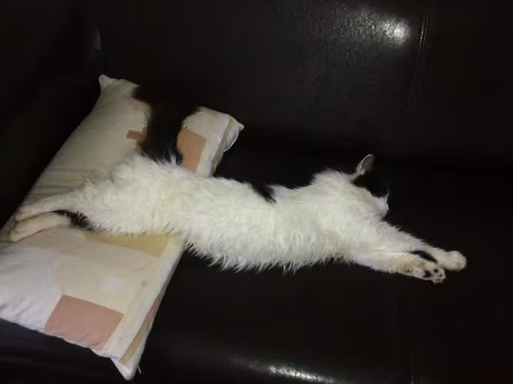 Extension