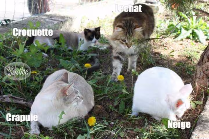 Cherchez l intrus