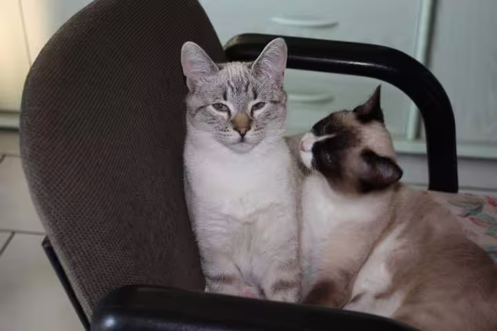 Crapule et croquette