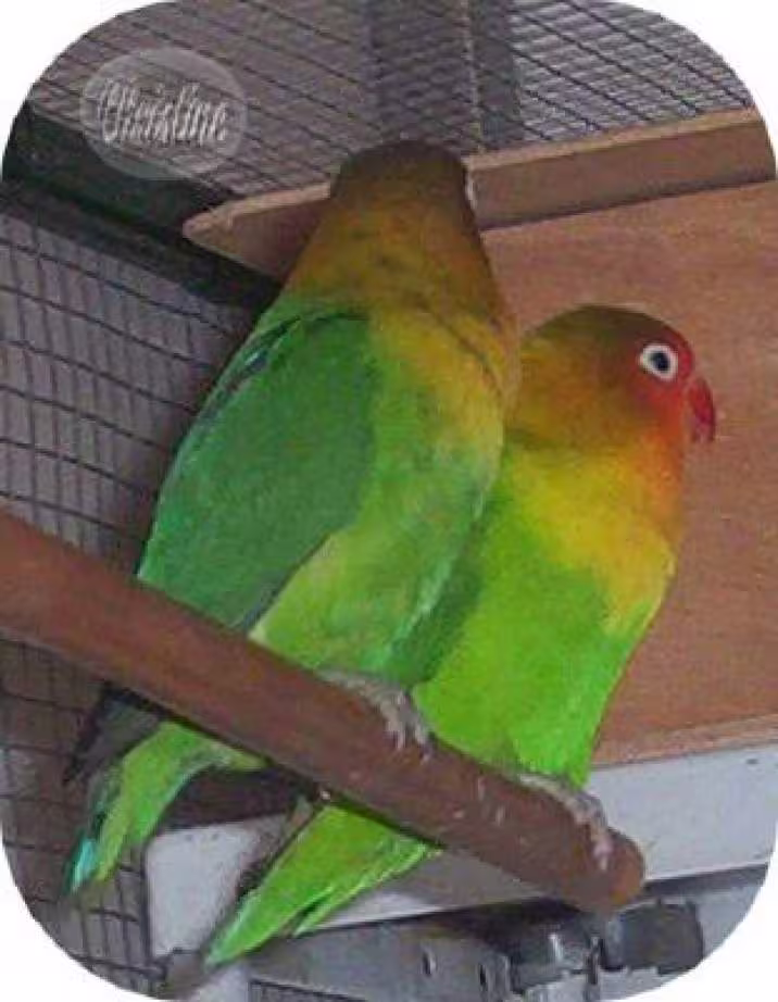 Inseparables