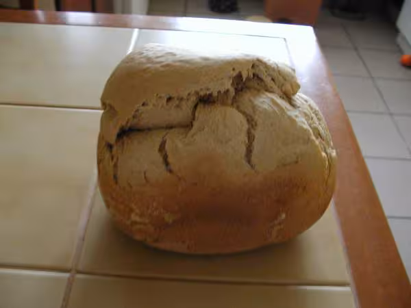 Avant la coupe