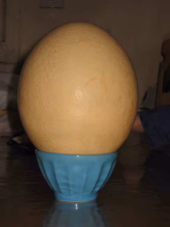 Oeuf d autruche