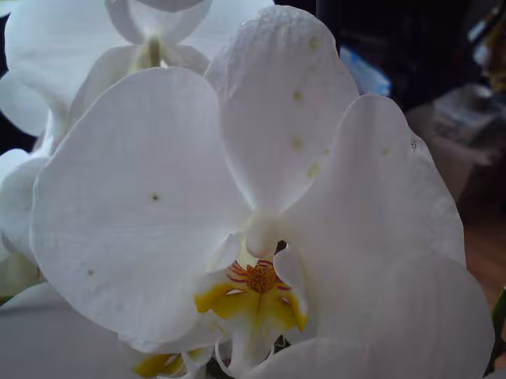 Orchidees