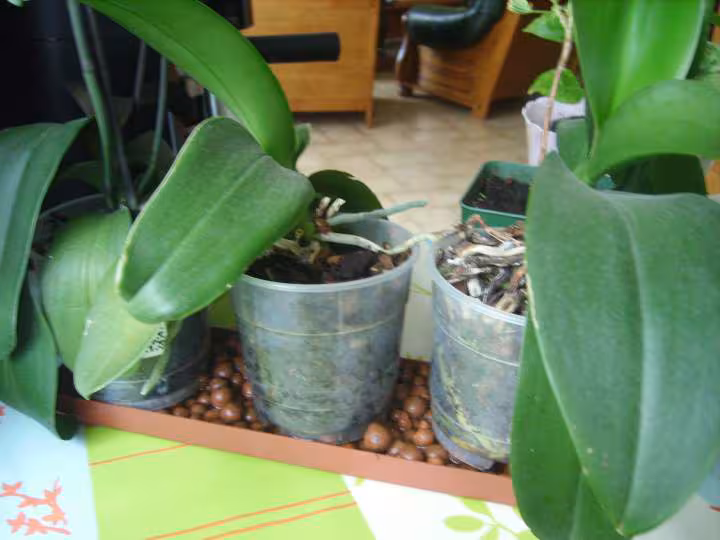 Plante