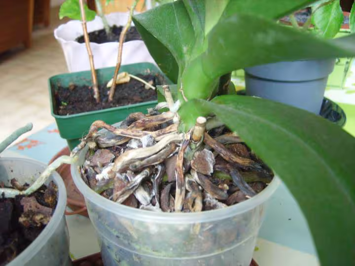 Plante
