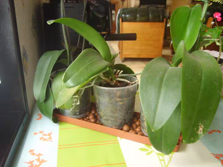 Plante