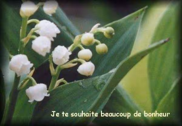 Muguet