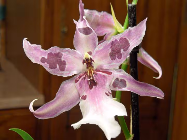 Orchidee