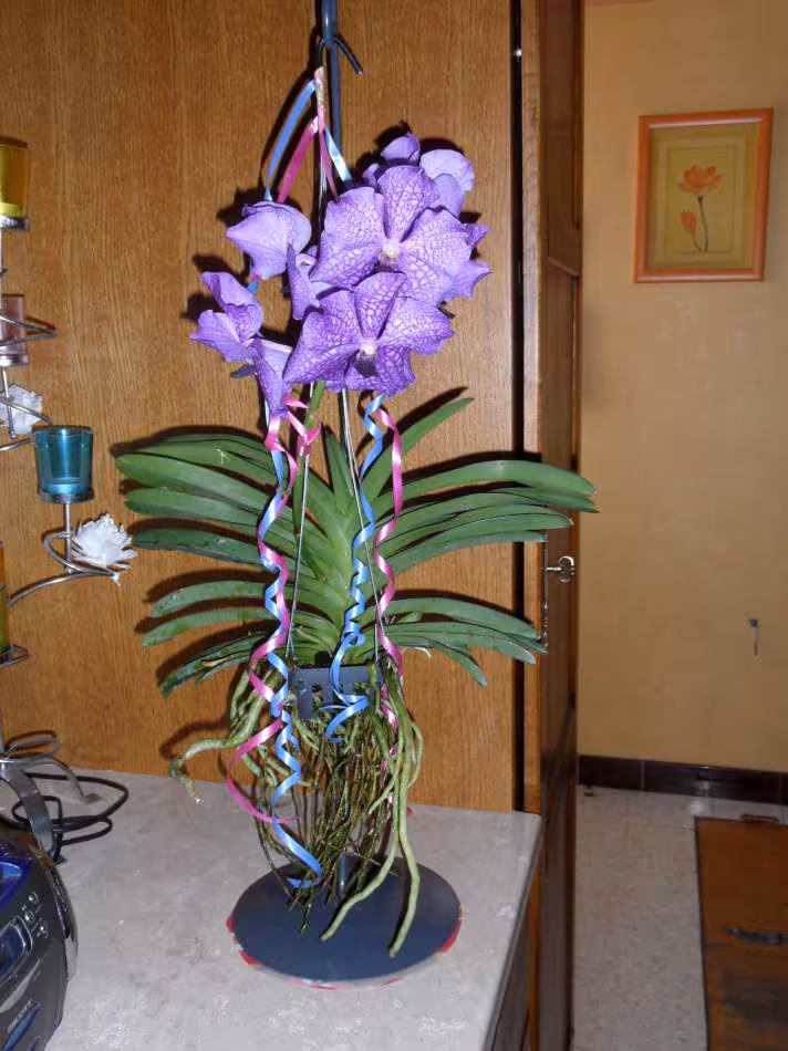 Vanda