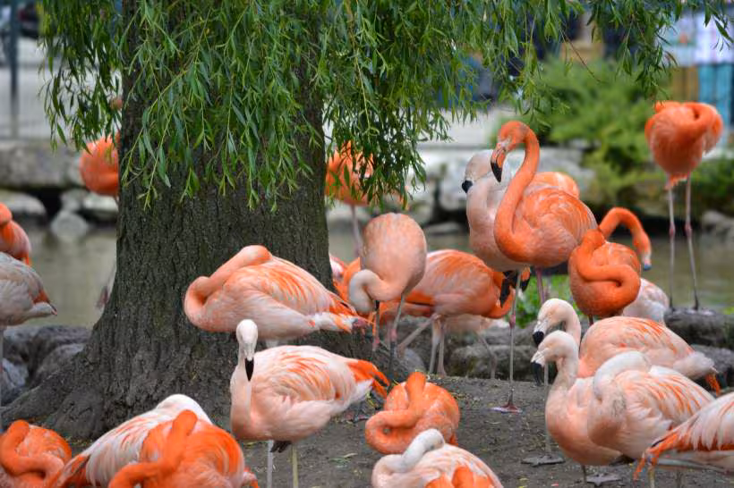 Zoo beauval