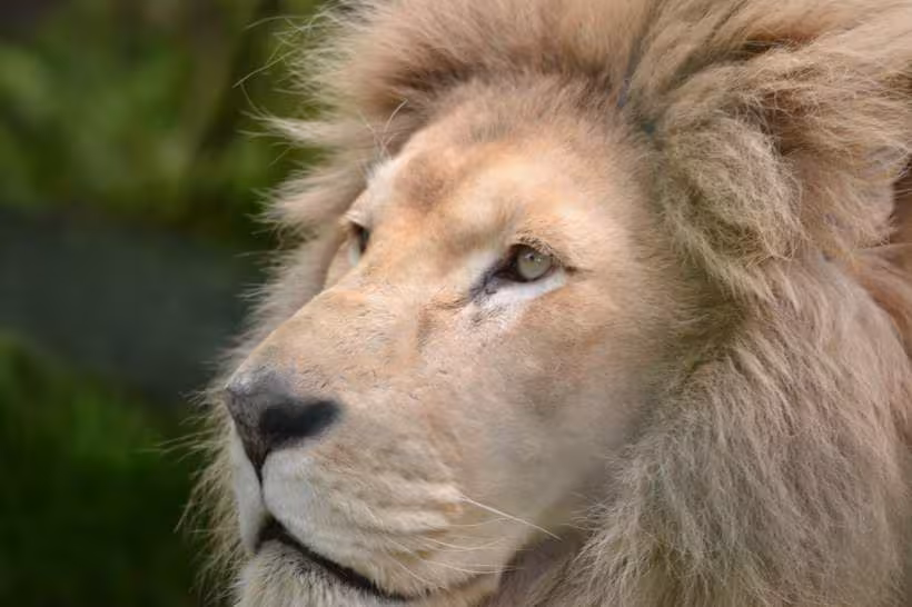 Zoo beauval