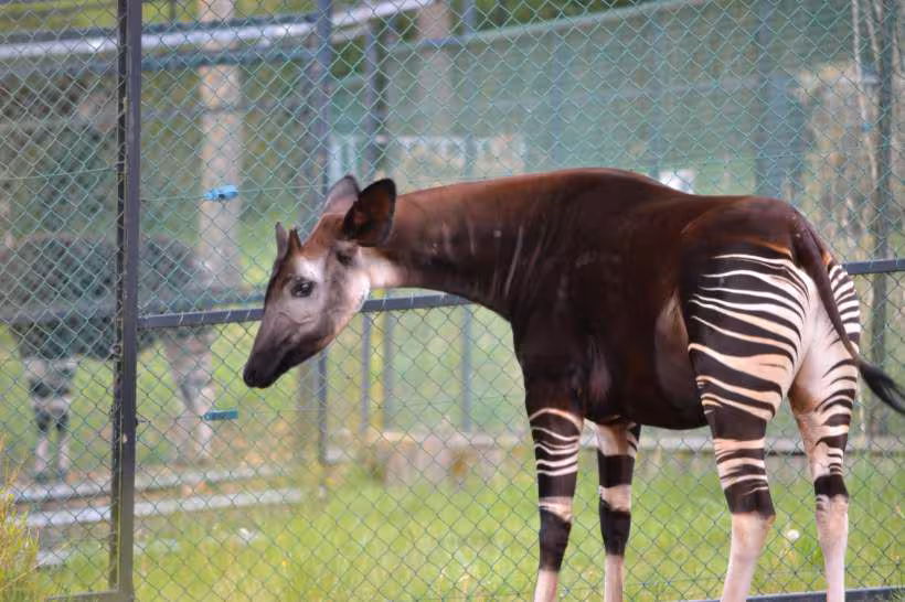 Zoo beauval