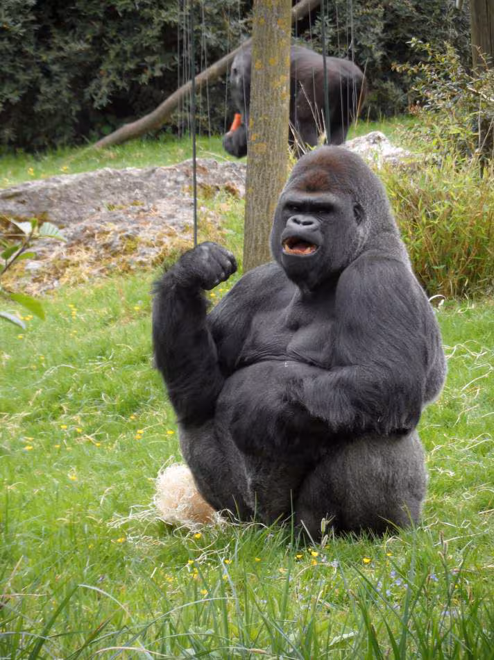 Zoo beauval