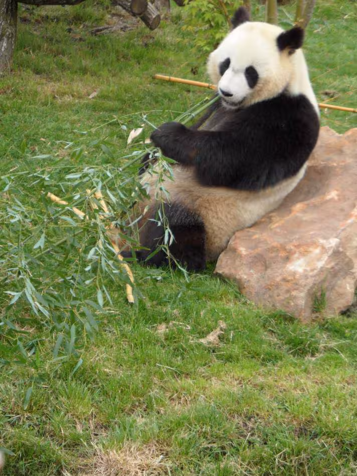 Zoo beauval