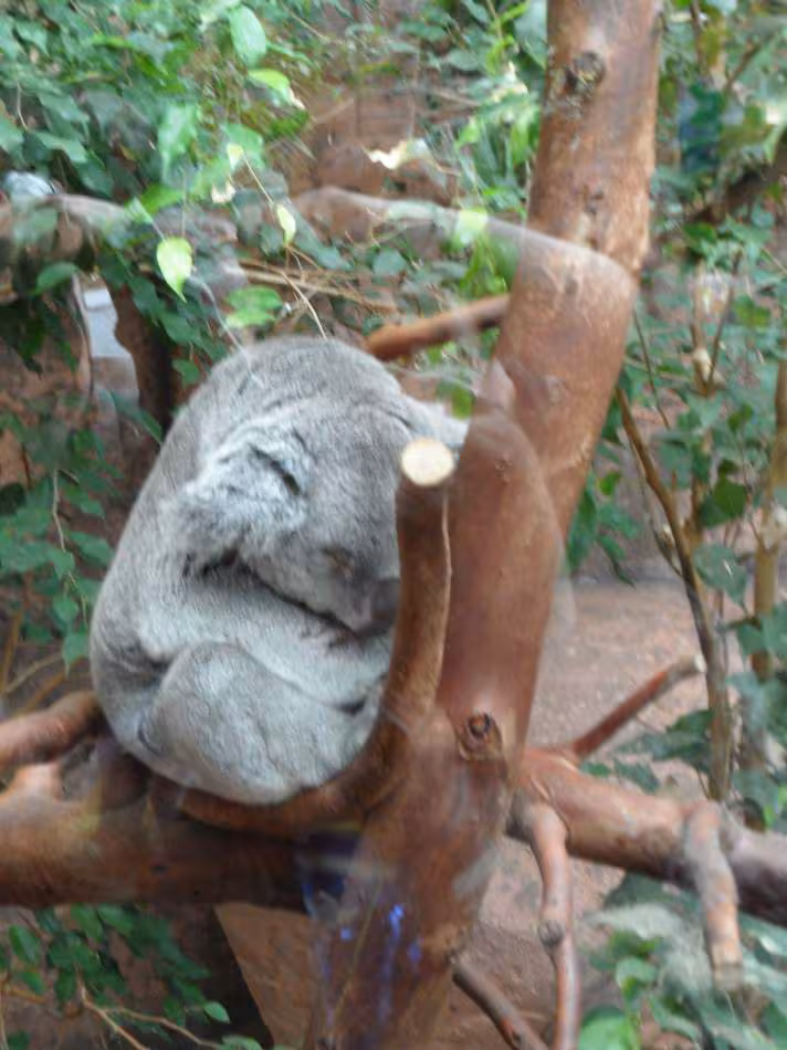 Zoo beauval