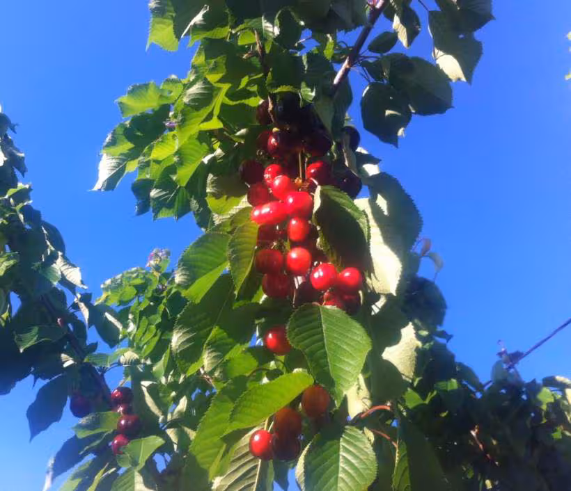 Cerises