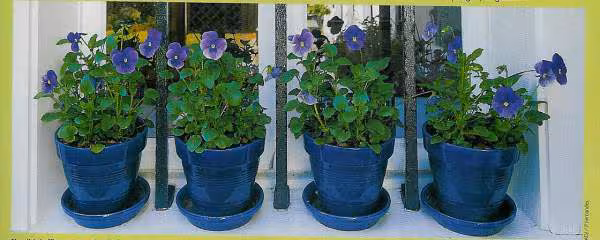 Mes pensees