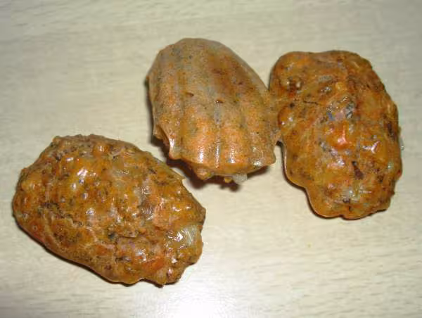 Madeleines bolognese