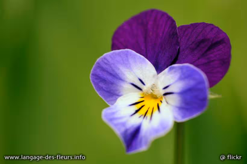 Photo violette fleur