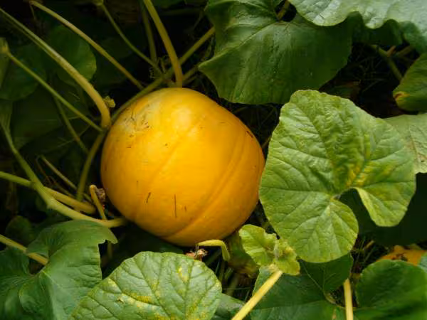 Potron de marorij