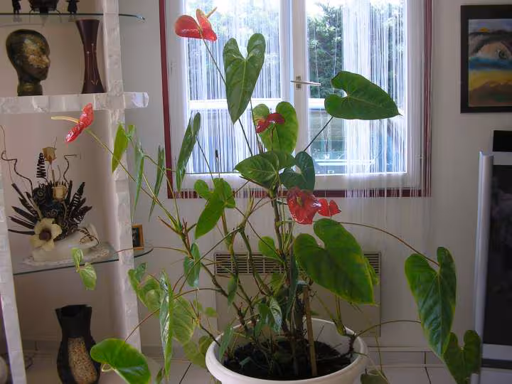 Anthurium