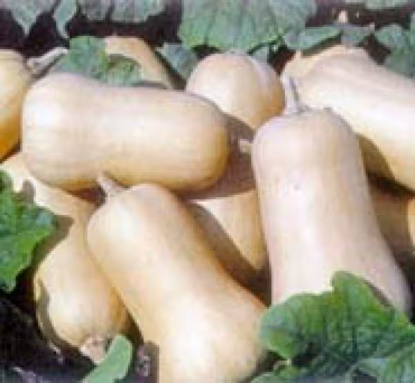 Butternut