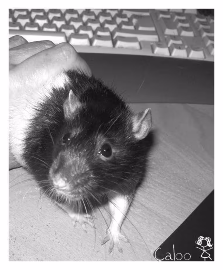 Ratatouille mon rat