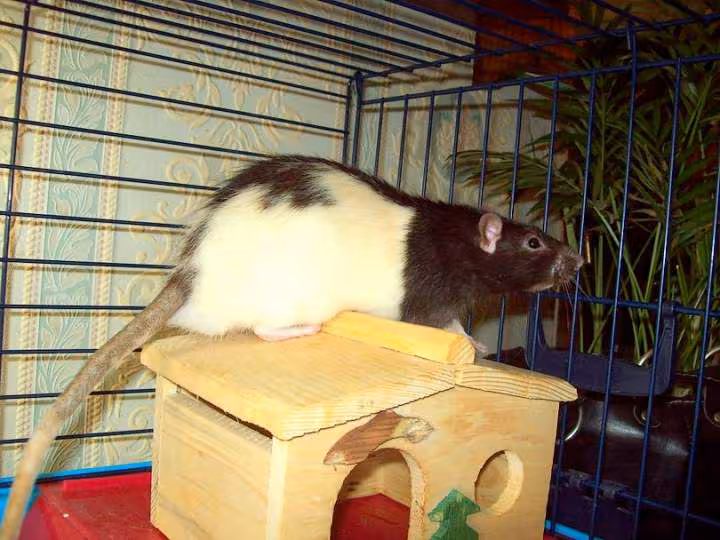 Ratatouille mon ratounet