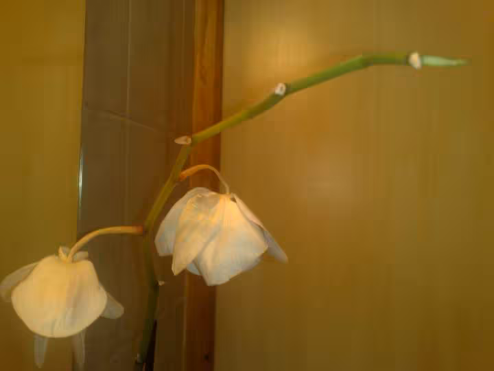 Orchidee mourrante