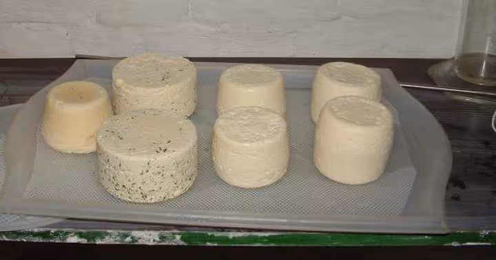 Fromage au lait de jersey