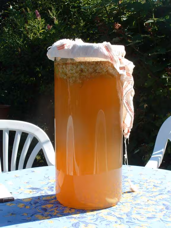 Limonade de sureau