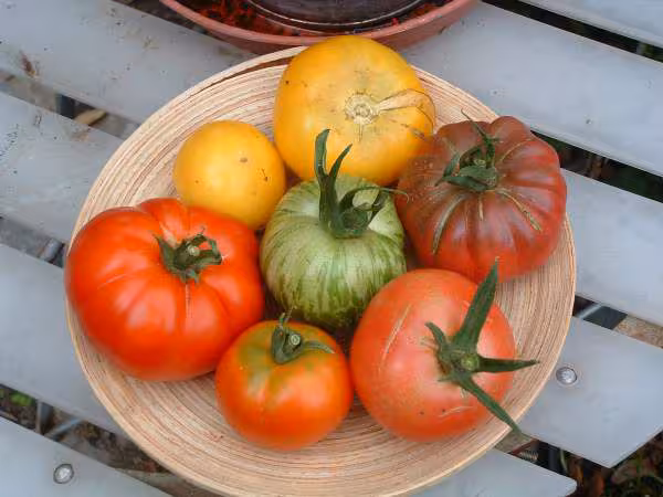 Nos premieres tomates