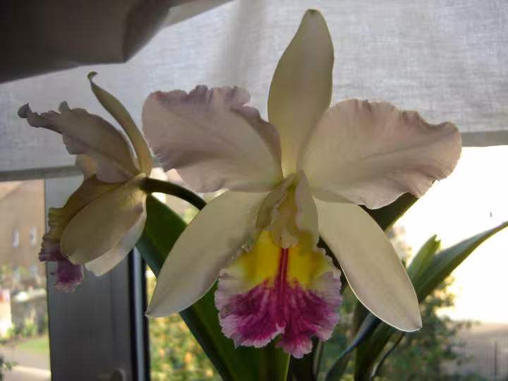 Cattleya