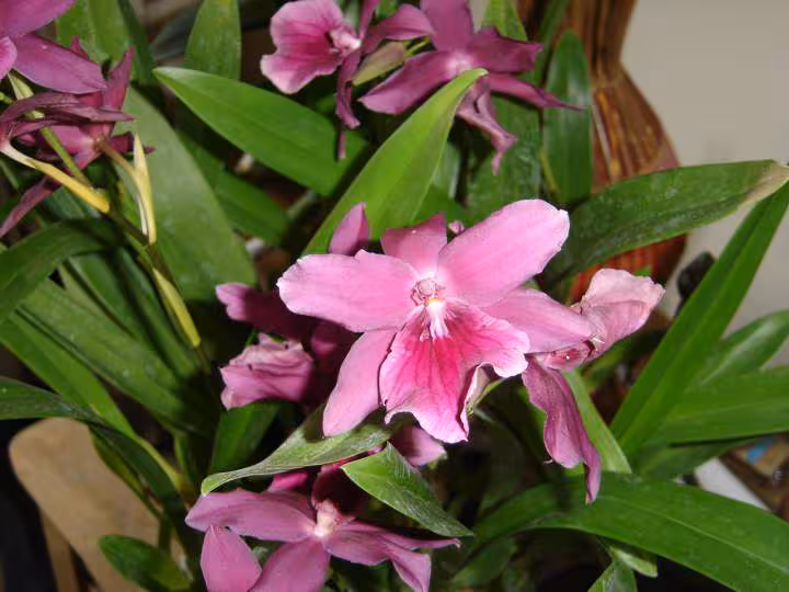Miltonia honolulu