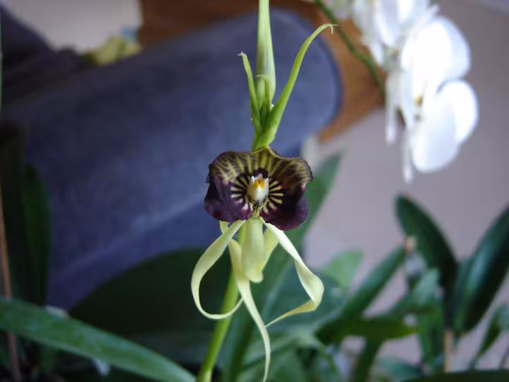 Orchidees