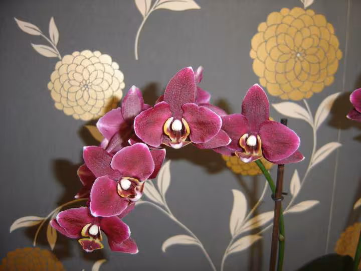 Orchidees
