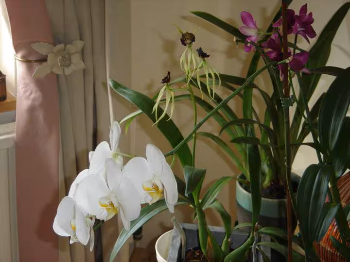 Orchidees