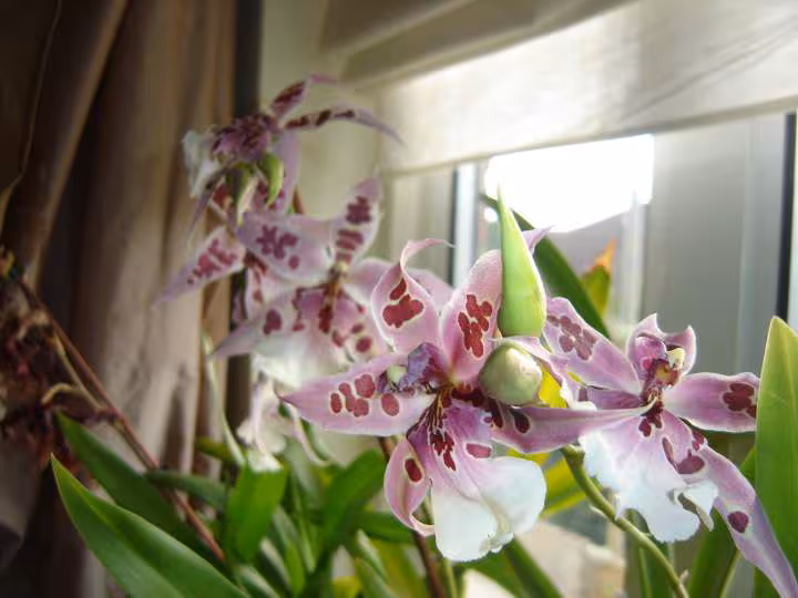 Orchidees